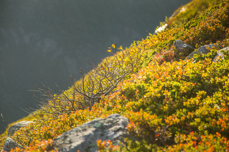 A beautiful autumn colors on the slopes of the mountains in Folgefonna national park, Norway....