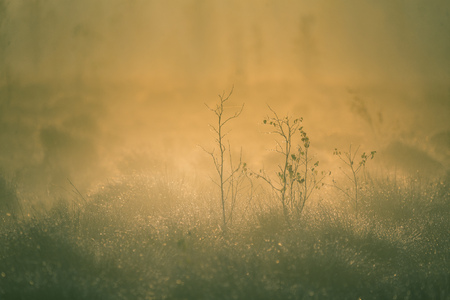 A beautiful, artistic, colorful scenery of a swamp in autumn during the sunrise. Fall landscape in bright colors in Latvia.の写真素材