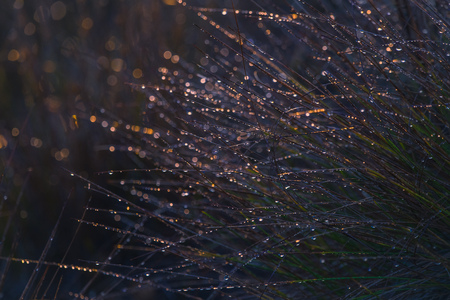 Beautiful grass with dew droplets in autumn. Fall scenery during the sunrise in Latvia, Europeの写真素材