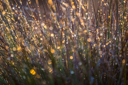 Beautiful grass with dew droplets in autumn. Fall scenery during the sunrise in Latvia, Europe