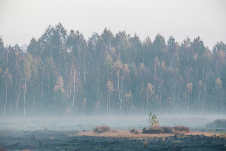 A beautiful misty landscape of a fall in wetlands. Autumn landscape in swamp, soft, diffused light, fog and haze. Sunrise in Latvia, Europe.の写真素材
