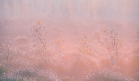 A beautiful misty landscape of a fall in wetlands. Autumn landscape in swamp, soft, diffused light, fog and haze. Sunrise in Latvia, Europe.の写真素材