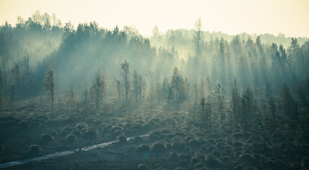 A beautiful misty landscape of a fall in wetlands. Autumn landscape in swamp, soft, diffused light, fog and haze. Sunrise in Latvia, Europe.の写真素材