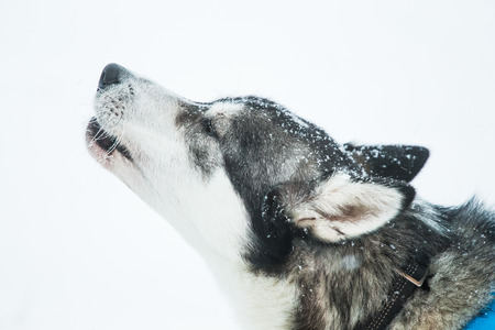 A beautiful portrait of a sled dog, alsakan husky during the sled dog race in Norway. Closeup of a happy sled pulling dog.の写真素材