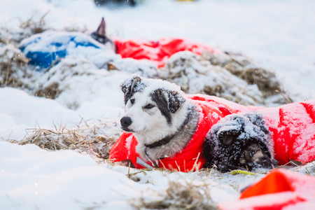 Beautiful alaskan husky dogs resting during a long distance sled dog race in Norway. Dogs in snow.の写真素材