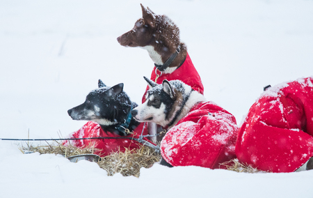 Beautiful alaskan husky dogs resting during a long distance sled dog race in Norway. Dogs in snow.の写真素材
