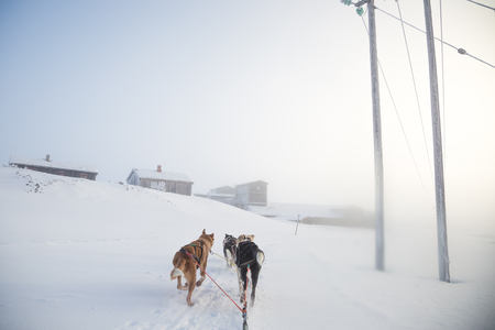 A beautiful six dog teem pulling a sled. Picture taken from sitting in the sled perspective. FUn,...