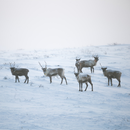 A beautiful evening landscape of a reindeer herd resting in the Norwegian hills just before the...