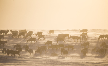 A beautiful evening landscape of a reindeer herd resting in the Norwegian hills just before the sunset. Scandinavian scenery.の写真素材