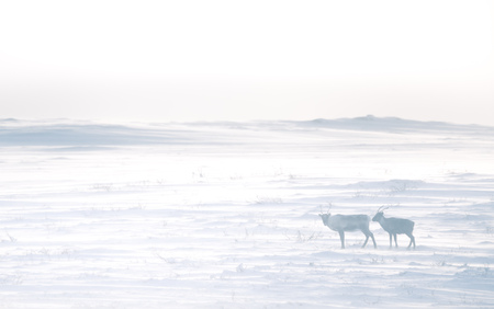 A beautiful evening landscape of a reindeer herd resting in the Norwegian hills just before the sunset. Scandinavian scenery.の写真素材