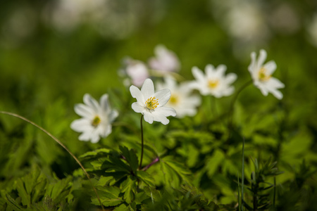 Beautiful wild anemone flowers growing in a graden. Spring flower in forest. Closeup of a spring flower in natural habitat.の写真素材