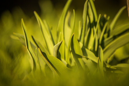 Beautiful, green, fresh leaves in a sunny spring day. Closeup of a green leaves in garden.