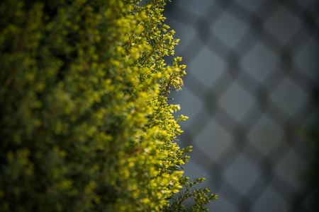 Beautiful, green, fresh leaves in a sunny spring day. Closeup of a green leaves in garden.の写真素材