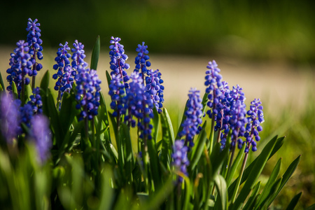 Beautiful blue muscari flowers blossoming in the garden in spring. Spring flowers in grass.