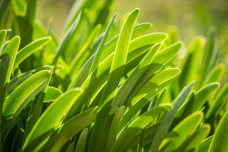 Beautiful green leaves of a spring onion. Spices in a graden. Spring onion growing in garden in...