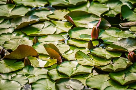 A beautiful light pink water lilies growing in a natural pond. Colorful summer scenery with water flowers.の写真素材
