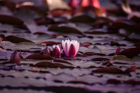A beautiful light pink water lilies growing in a natural pond. Colorful summer scenery with water...