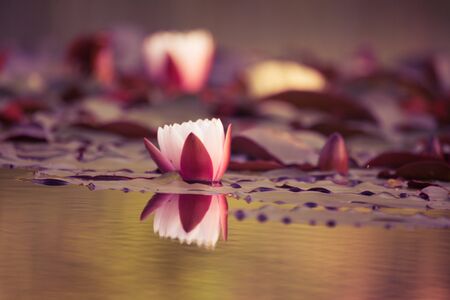 A beautiful light pink water lilies growing in a natural pond. Colorful summer scenery with water flowers.の写真素材