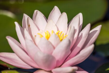 A beautiful light pink water lilies growing in a natural pond. Colorful summer scenery with water flowers.の写真素材