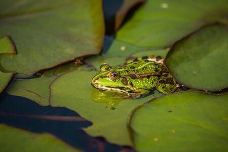 A beautiful common green water frog enjoying sunbathing in a natural habitat at the forest pond....