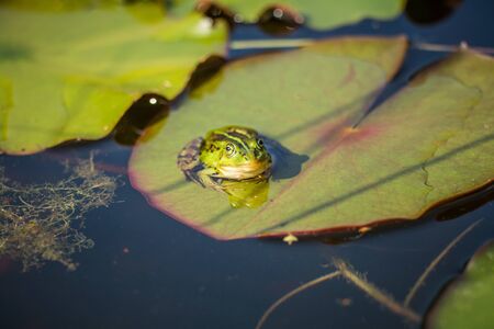 A beautiful common green water frog enjoying sunbathing in a natural habitat at the forest pond....