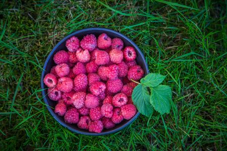 Beautiful, freshly picked garden raspberries in the summer. Summer berries, natural food, healthy dessert.の写真素材