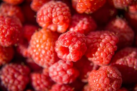 Beautiful, freshly picked garden raspberries in the summer. Summer berries, natural food, healthy dessert.の写真素材