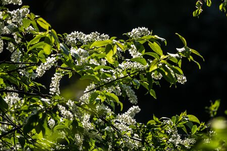 A beautiful bird cherry blossoms blooming in the spring at riverside. Flowering tree in country.の写真素材