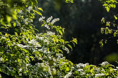 A beautiful bird cherry blossoms blooming in the spring at riverside. Flowering tree in country.