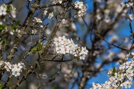 A beautiful cherry blossoms blooming in the spring. Garden fruit tree in flowers.の写真素材