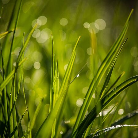 A beautiful, green grass full of morning dew. Natural freshness in spring.