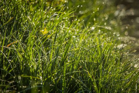 A beautiful, green grass full of morning dew. Natural freshness in spring.の写真素材