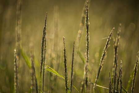 A beautiful, green grass full of morning dew. Natural freshness in spring.