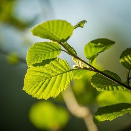 Beautiful, fresh, green spring leaves in the branches. Natural, sunny spring day in forest