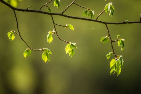 Beautiful, fresh, green spring leaves in the branches. Natural, sunny spring day in forest