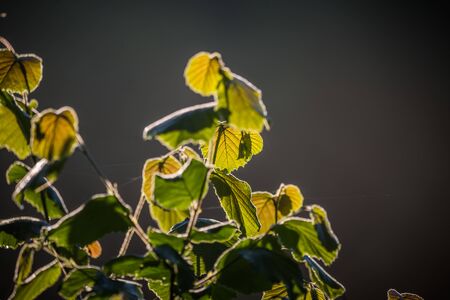 Beautiful, fresh, green spring leaves in the branches. Natural, sunny spring day in forestの写真素材