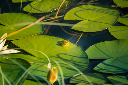 A beautiful light pink water lilies growing in a natural pond. Colorful summer scenery with water flowers.のeditorial素材