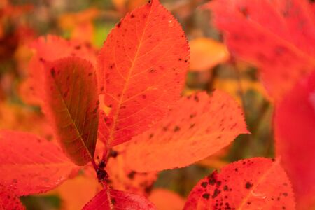 A beautiful red leaves of the aronia bush in autumn. Bright natural pattern in the garden. Latvia,...