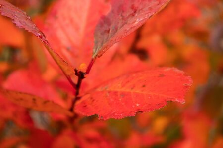 A beautiful red leaves of the aronia bush in autumn. Bright natural pattern in the garden. Latvia,...