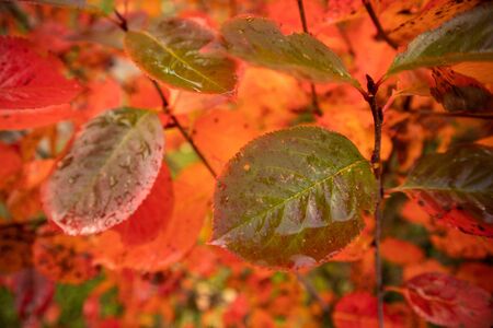 A beautiful red leaves of the aronia bush in autumn. Bright natural pattern in the garden. Latvia,...