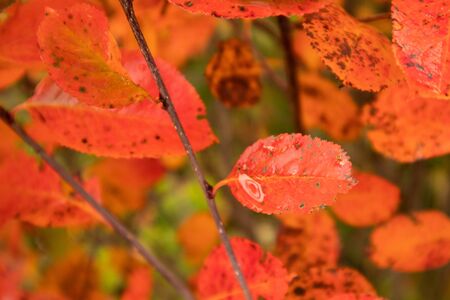 A beautiful red leaves of the aronia bush in autumn. Bright natural pattern in the garden. Latvia,...