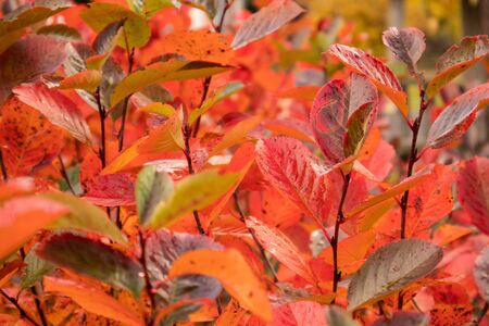 A beautiful red leaves of the aronia bush in autumn. Bright natural pattern in the garden. Latvia,...