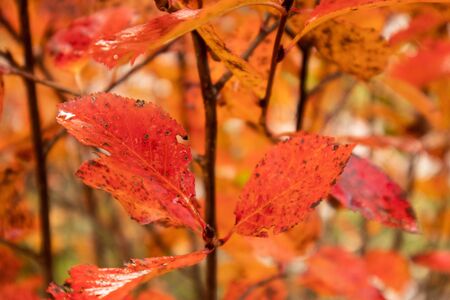 A beautiful red leaves of the aronia bush in autumn. Bright natural pattern in the garden. Latvia, northern Europe.の写真素材