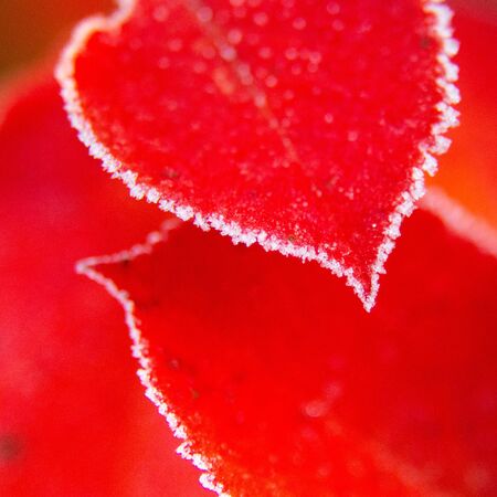 Beautiful red aronia leaves with a frosty edge. Morning sceney in the garden. Autumn morning with bright red leaves. Latvia, northern Europe.の写真素材