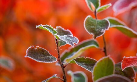 Beautiful red aronia leaves with a frosty edge. Morning sceney in the garden. Autumn morning with...