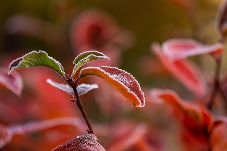 Beautiful red aronia leaves with a frosty edge. Morning sceney in the garden. Autumn morning with...