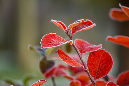 Beautiful red aronia leaves with a frosty edge. Morning sceney in the garden. Autumn morning with...