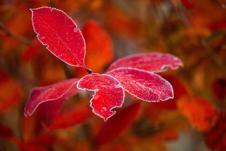Beautiful red aronia leaves with a frosty edge. Morning sceney in the garden. Autumn morning with bright red leaves. Latvia, northern Europe.の写真素材