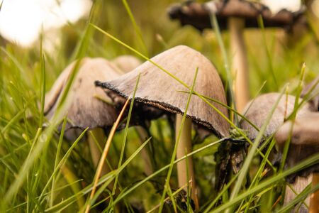 A bunch of brown mushrooms growing in the grass of the garden. Autumn scenery with mushrooms. Latvia, northern Europe.の写真素材