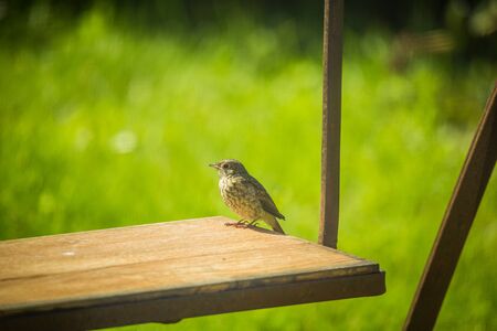 A beautiful small singing bird feeding and singing in the backyard. Spring scenery with a bird.の写真素材